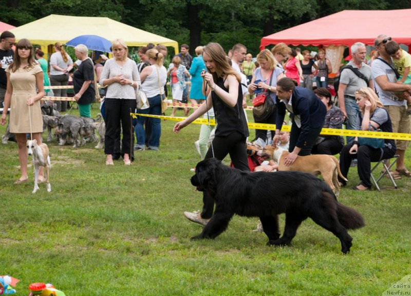 Фото: ньюфаундленд Лепесток Лилии