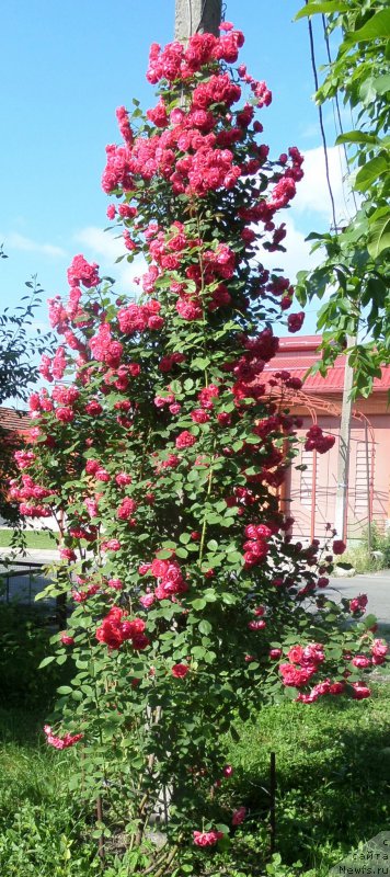 Фотография № 158229