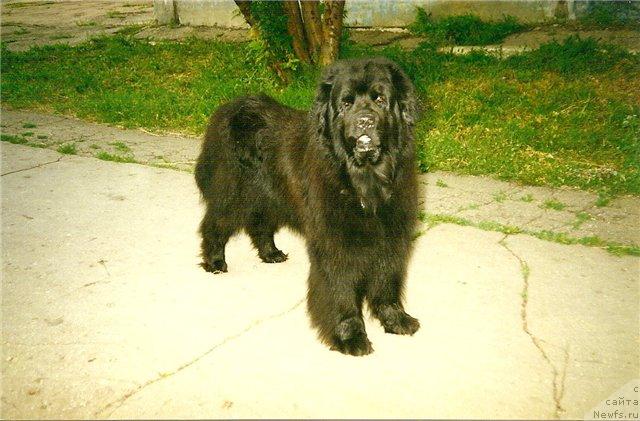 Фото: ньюфаундленд Вук Чи Содж