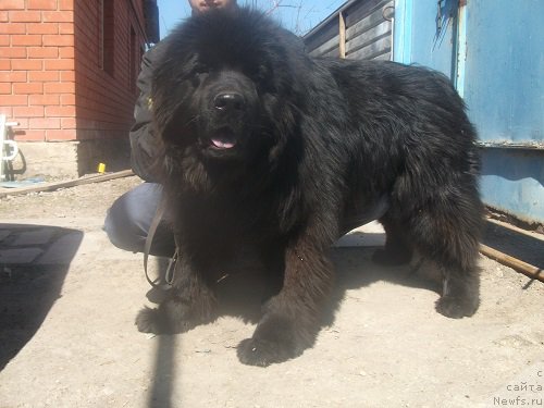 Фото: ньюфаундленд Анджело Орсо Цецилия