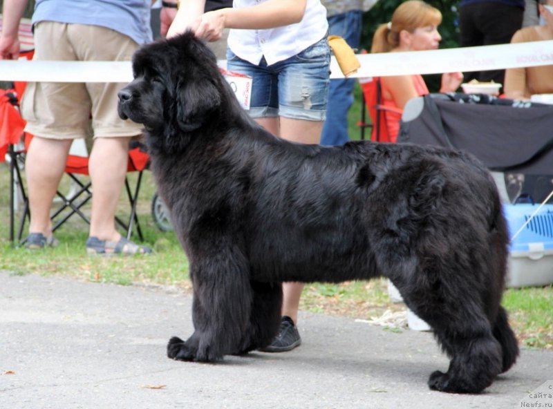 Фото: ньюфаундленд Аллегро Кон Брио Династия Совершенства (Allegro Con Brio Dinastiya Soverchenstva)