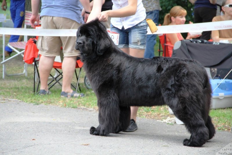 Фото: ньюфаундленд Аллегро Кон Брио Династия Совершенства (Allegro Con Brio Dinastiya Soverchenstva)