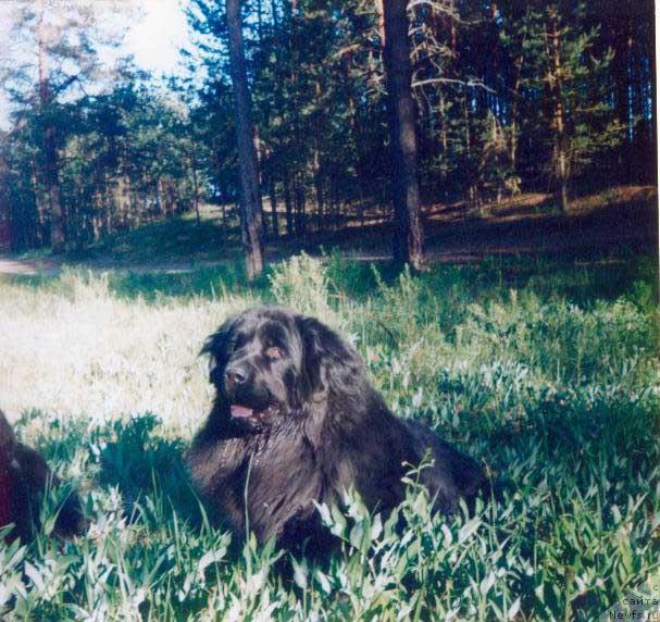 Фото: ньюфаундленд Ж-Найт Фесиль Нью Лэнд