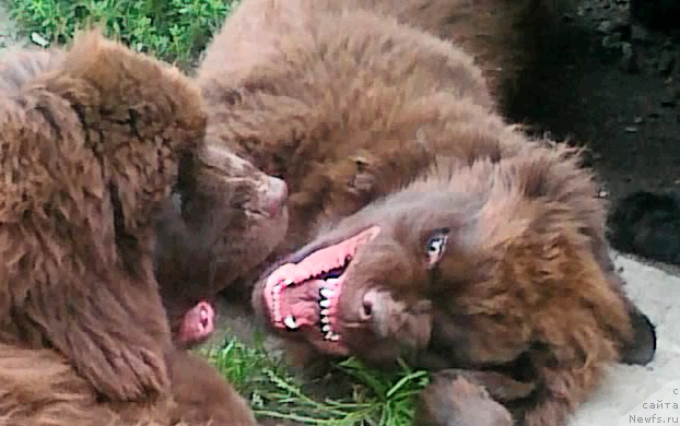 Фото: ньюфаундленд Фанньюф Желанная Мадмуазель Шанте Блюз, ньюфаундленд Фанньюф Же Тем Мон Ами Фиона