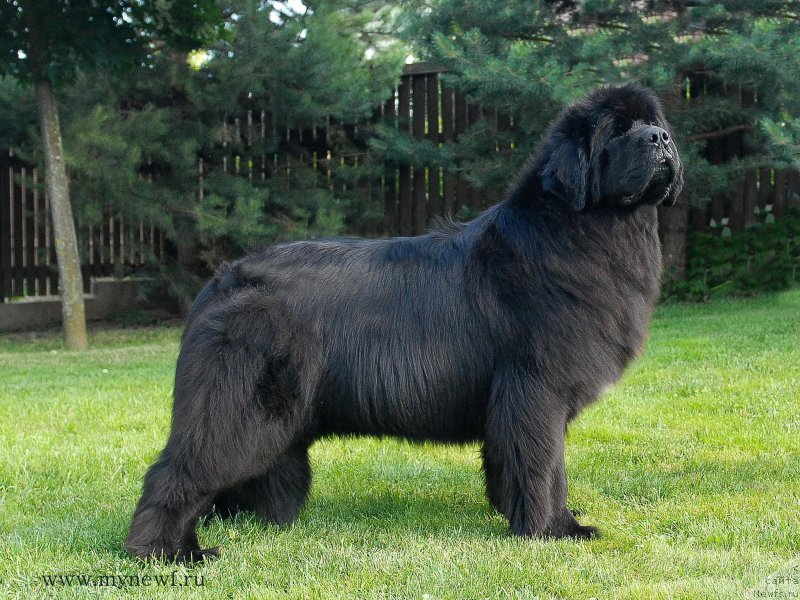 Фото: ньюфаундленд Black Clouds Magic Moment at Stealbears