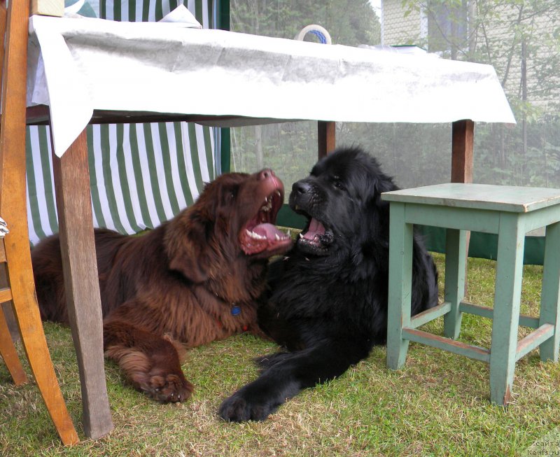 Фото: ньюфаундленд Акватория Келвин Кадриль (Aquatoriya Kelvin Kadril), ньюфаундленд I Follow The Sun de L'Etoile de Cyrice