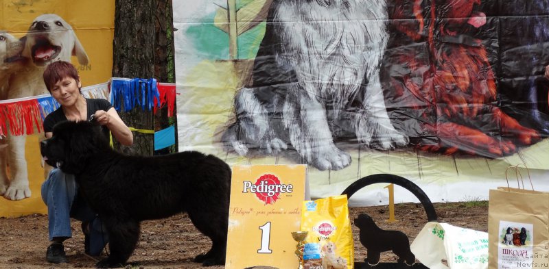 Фото: ньюфаундленд Блэк Диамонд Агидель от Потапа Чарлиза