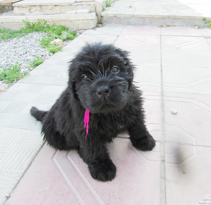 Фото: ньюфаундленд Акватория Келвин Заския, ньюфаундленд Акватория Келвин Фэйс Контрол (Aquatoriya Kelvin Fase Control)