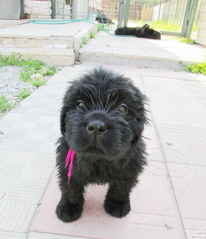 Фото: ньюфаундленд Акватория Келвин Заския, ньюфаундленд Акватория Келвин Фэйс Контрол (Aquatoriya Kelvin Fase Control)