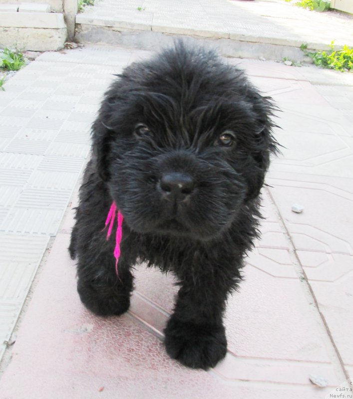 Фото: ньюфаундленд Акватория Келвин Заския, ньюфаундленд Акватория Келвин Фэйс Контрол (Aquatoriya Kelvin Fase Control)