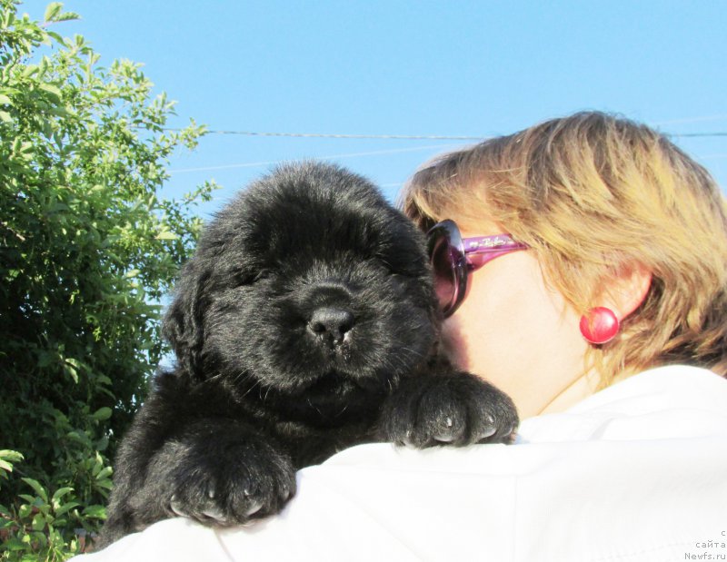 Фото: ньюфаундленд Акватория Келвин Заския, ньюфаундленд Акватория Келвин Фэйс Контрол (Aquatoriya Kelvin Fase Control)