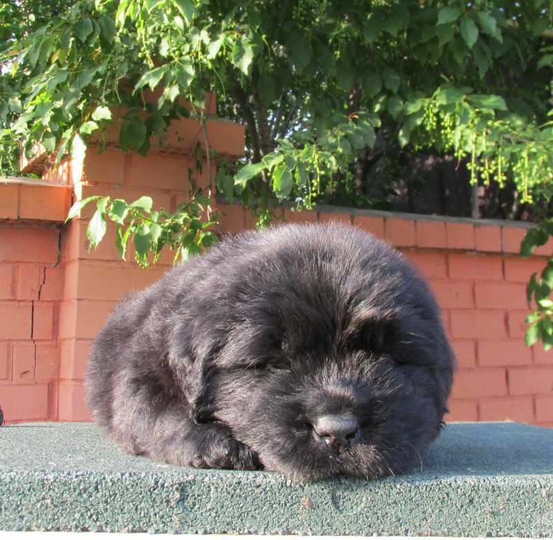 Фото: ньюфаундленд Акватория Келвин Заския, ньюфаундленд Акватория Келвин Фэйс Контрол (Aquatoriya Kelvin Fase Control)