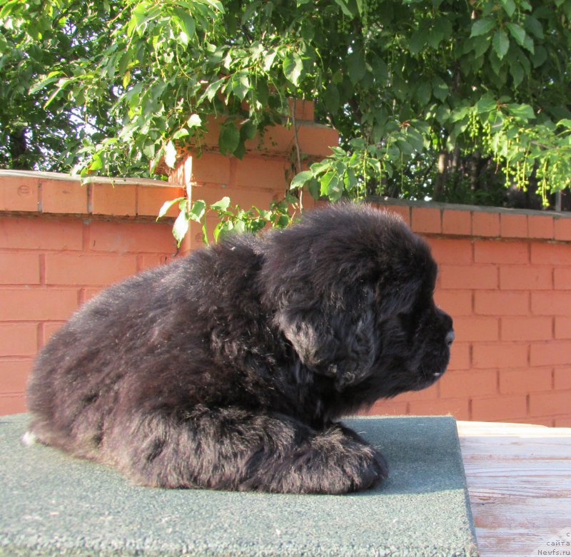 Фото: ньюфаундленд Акватория Келвин Заския, ньюфаундленд Акватория Келвин Фэйс Контрол (Aquatoriya Kelvin Fase Control)