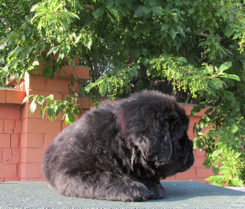 Фото: ньюфаундленд Акватория Келвин Заския, ньюфаундленд Акватория Келвин Фэйс Контрол (Aquatoriya Kelvin Fase Control)