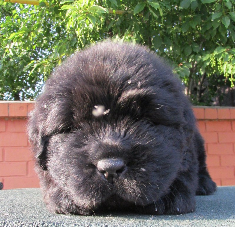 Фото: ньюфаундленд Акватория Келвин Заския, ньюфаундленд Акватория Келвин Фэйс Контрол (Aquatoriya Kelvin Fase Control)