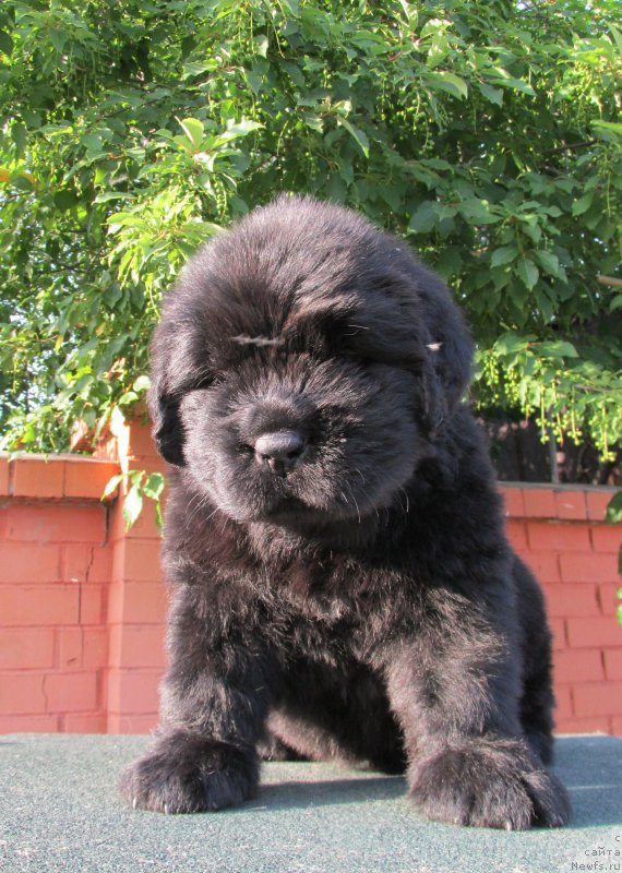 Фото: ньюфаундленд Акватория Келвин Заския, ньюфаундленд Акватория Келвин Фэйс Контрол (Aquatoriya Kelvin Fase Control)