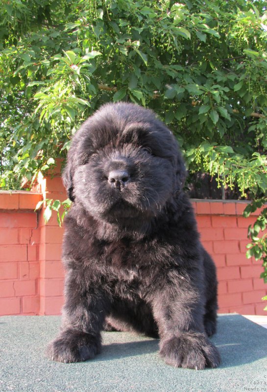 Фото: ньюфаундленд Акватория Келвин Заския, ньюфаундленд Акватория Келвин Фэйс Контрол (Aquatoriya Kelvin Fase Control)