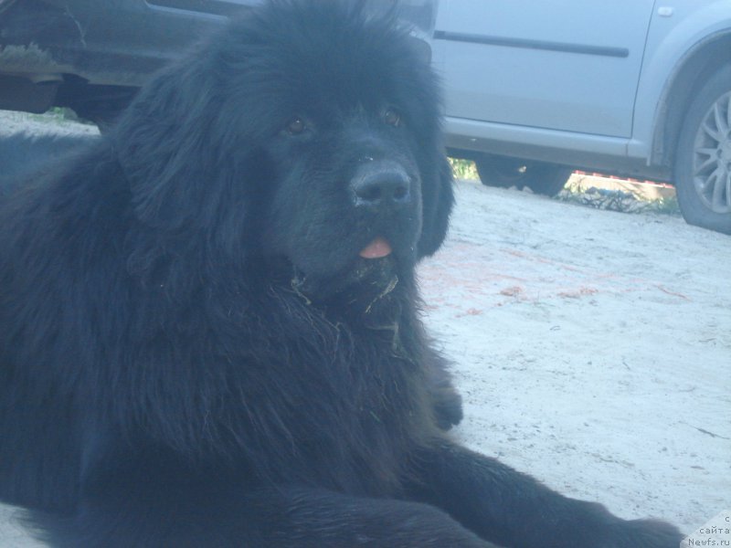 Фото: ньюфаундленд Акватория Келвин Щедрость Фортуны (Aquatoriya Kelvin Schedrost Fortuny)