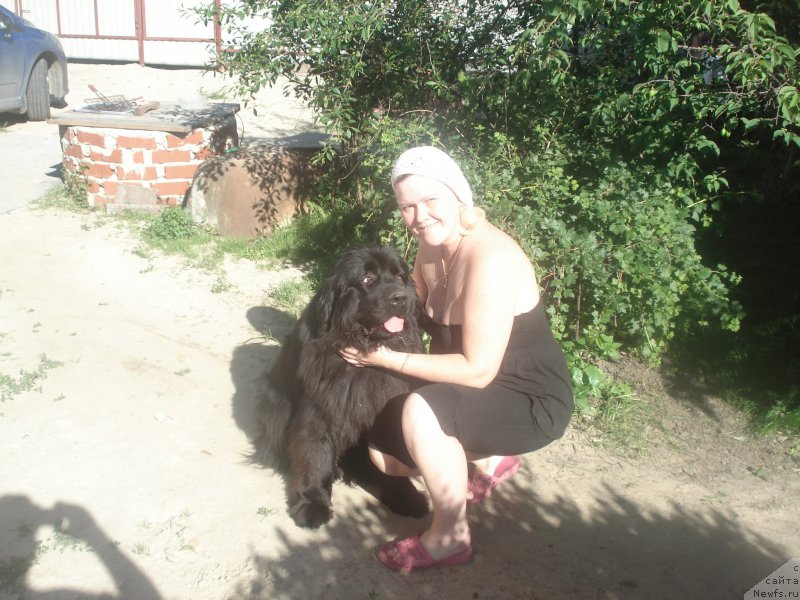 Фото: ньюфаундленд Акватория Келвин Щедрость Фортуны (Aquatoriya Kelvin Schedrost Fortuny)