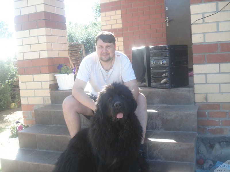 Фото: ньюфаундленд Акватория Келвин Щедрость Фортуны (Aquatoriya Kelvin Schedrost Fortuny)