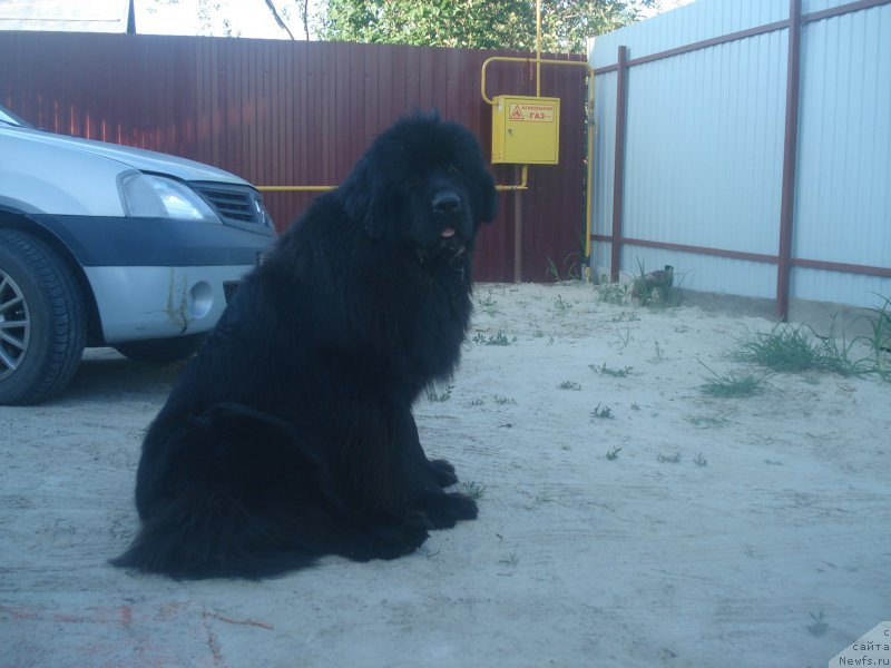 Фото: ньюфаундленд Акватория Келвин Щедрость Фортуны (Aquatoriya Kelvin Schedrost Fortuny)