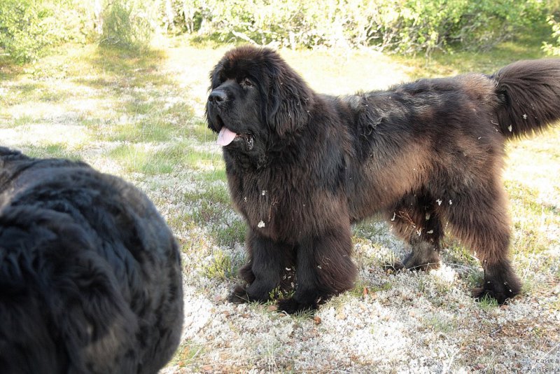 Фото: ньюфаундленд King of Helluland You Shock Me