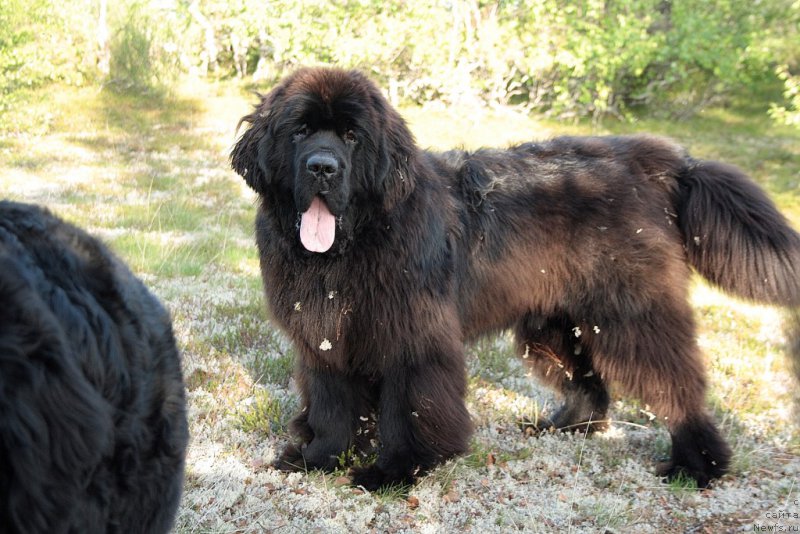 Фото: ньюфаундленд King of Helluland You Shock Me