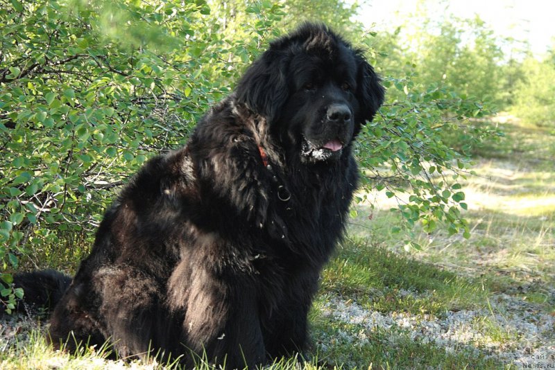 Фото: ньюфаундленд Глория Гранд Блек