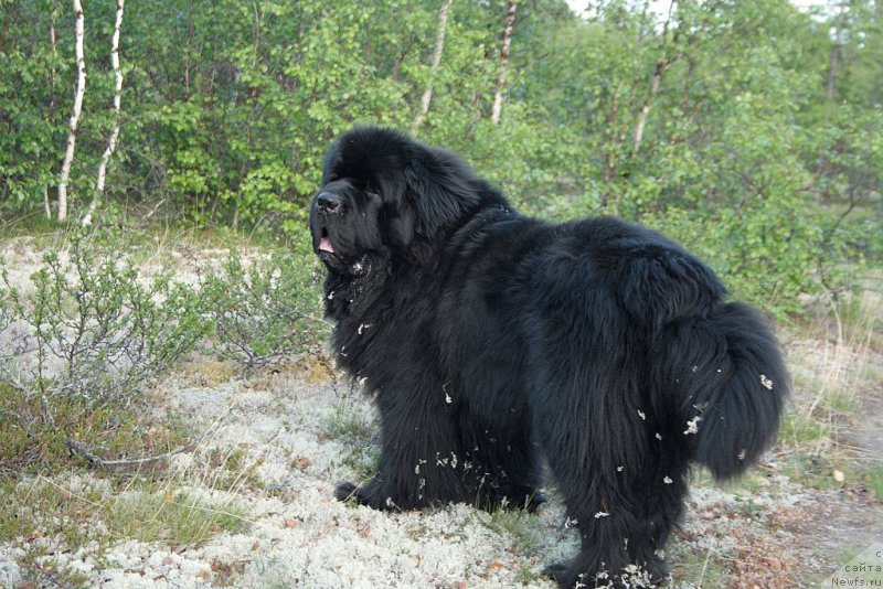 Фото: ньюфаундленд Бегущая по Волнам Зеро Коол