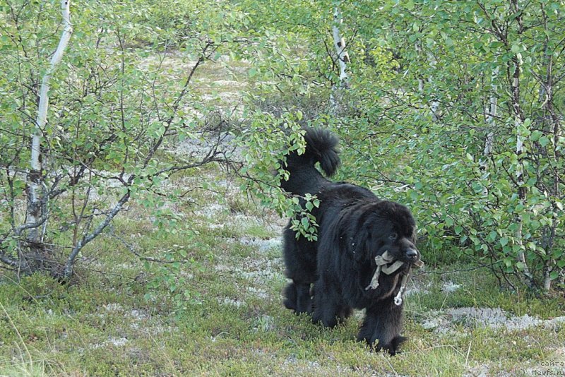 Фото: ньюфаундленд Янтарная Мечта