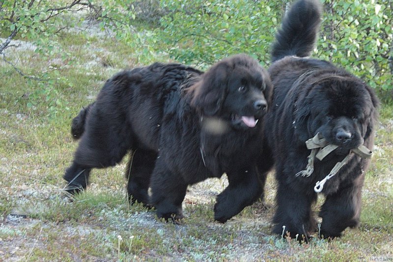 Фото: ньюфаундленд Анабелле Квин оф зэ Моунтайнс, ньюфаундленд Янтарная Мечта