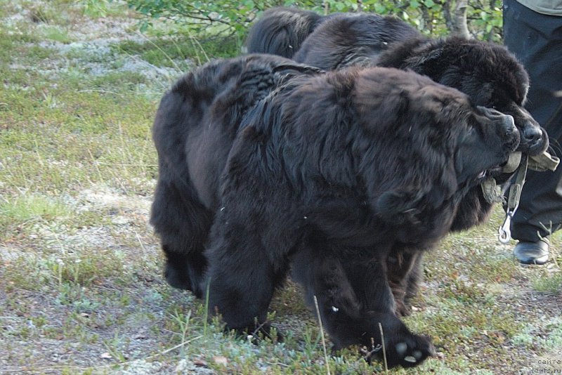 Фото: ньюфаундленд Анабелле Квин оф зэ Моунтайнс, ньюфаундленд Янтарная Мечта