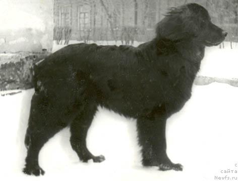 Фото: ньюфаундленд Россина Лодж