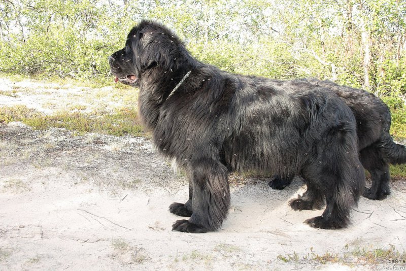 Фото: ньюфаундленд Neretum Tribe Xagrid