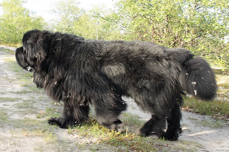 Фото: ньюфаундленд Бегущая по Волнам Зеро Коол