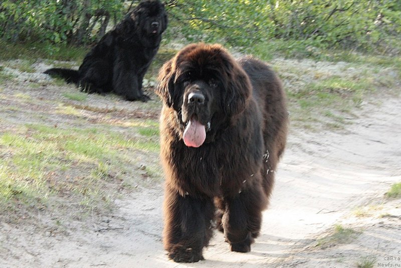 Фото: ньюфаундленд King of Helluland You Shock Me