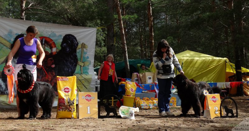 Фото: ньюфаундленд Аквиан Сонг Лаватера (Akvian Song Lavatera), ньюфаундленд Фест-Райт Чемп (First-Right Champ)