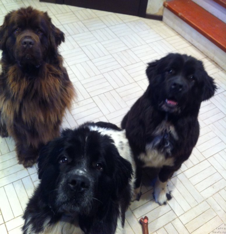 Фото: ньюфаундленд Ван Лен Тайм Женевьева, ньюфаундленд Сент Джонс Вива Виктория (Sent Djons Viva Viktoria), ньюфаундленд Аквиан Сонг Леди Ин Блэк