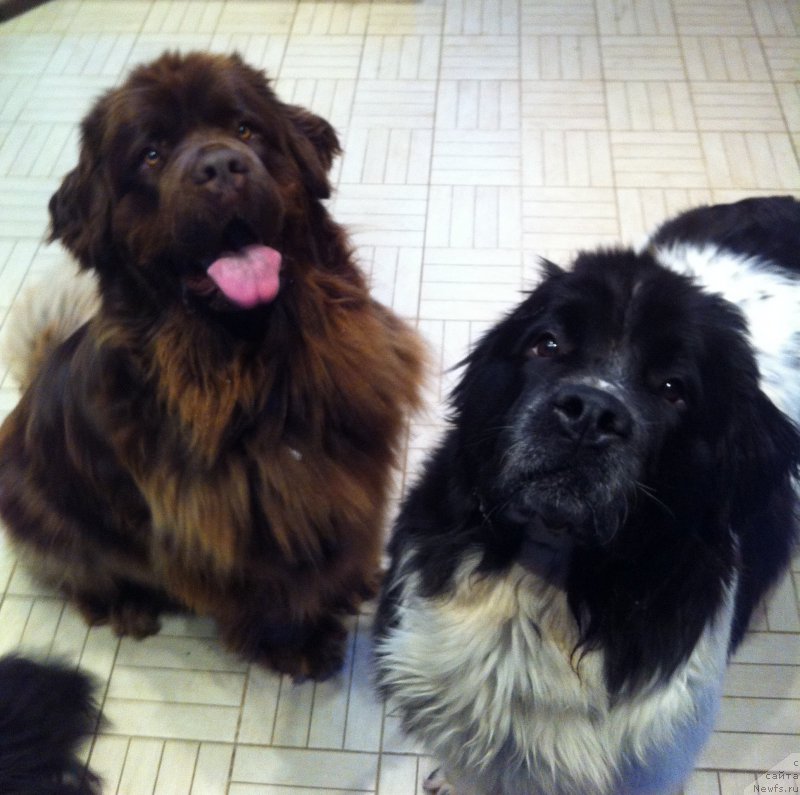 Фото: ньюфаундленд Ван Лен Тайм Женевьева, ньюфаундленд Сент Джонс Вива Виктория (Sent Djons Viva Viktoria)