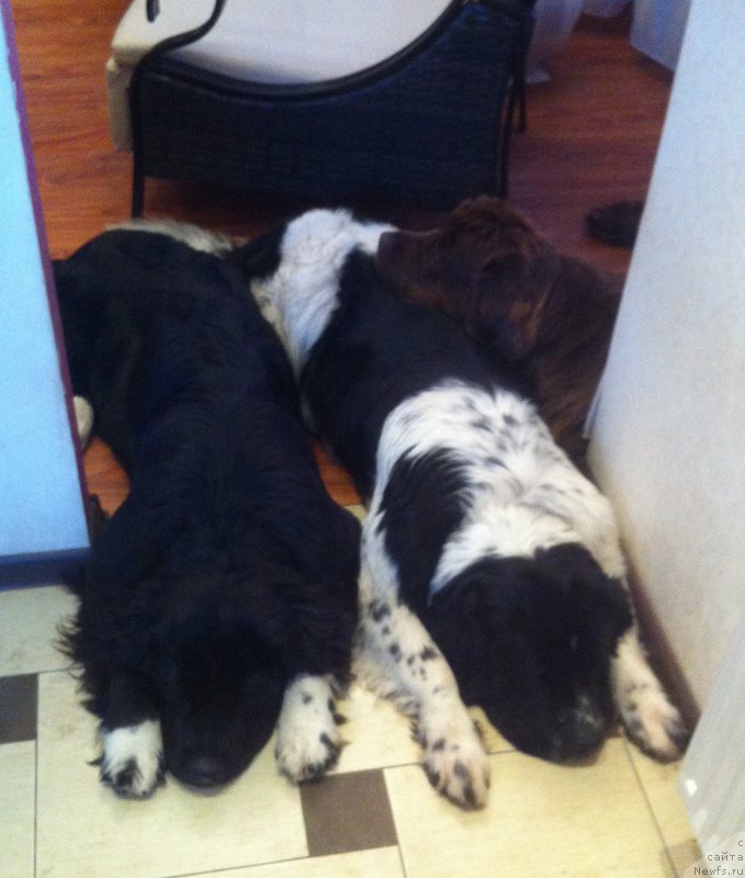 Фото: ньюфаундленд Ван Лен Тайм Женевьева, ньюфаундленд Аквиан Сонг Леди Ин Блэк, ньюфаундленд Сент Джонс Вива Виктория (Sent Djons Viva Viktoria)