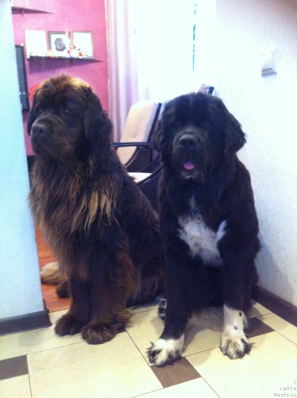 Фото: ньюфаундленд Ван Лен Тайм Женевьева, ньюфаундленд Аквиан Сонг Леди Ин Блэк