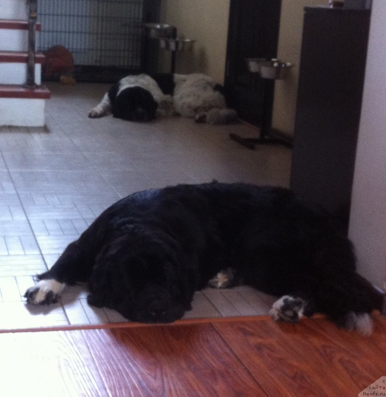 Фото: ньюфаундленд Аквиан Сонг Леди Ин Блэк, ньюфаундленд Сент Джонс Вива Виктория (Sent Djons Viva Viktoria)