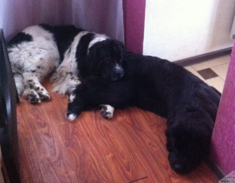 Фото: ньюфаундленд Сент Джонс Вива Виктория (Sent Djons Viva Viktoria), ньюфаундленд Аквиан Сонг Леди Ин Блэк