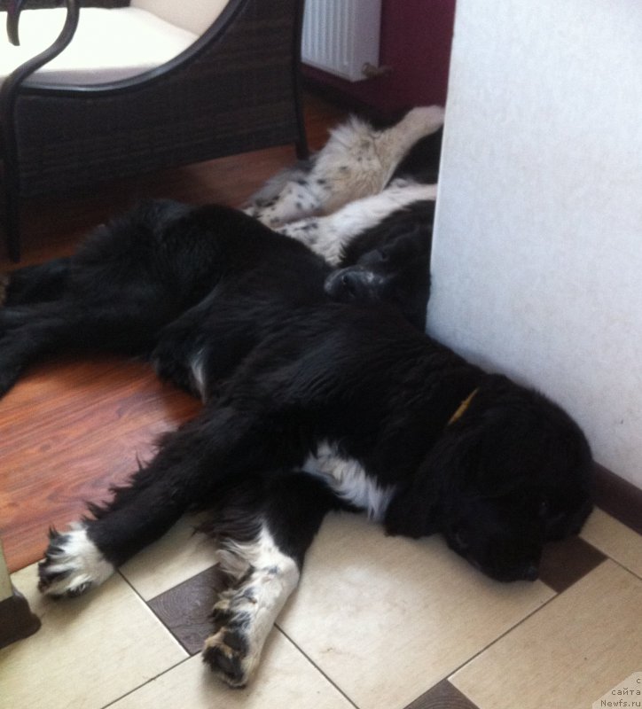 Фото: ньюфаундленд Сент Джонс Вива Виктория (Sent Djons Viva Viktoria), ньюфаундленд Аквиан Сонг Леди Ин Блэк