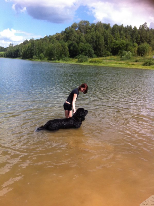 Фото: ньюфаундленд Аквиан Сонг Леди Ин Блэк