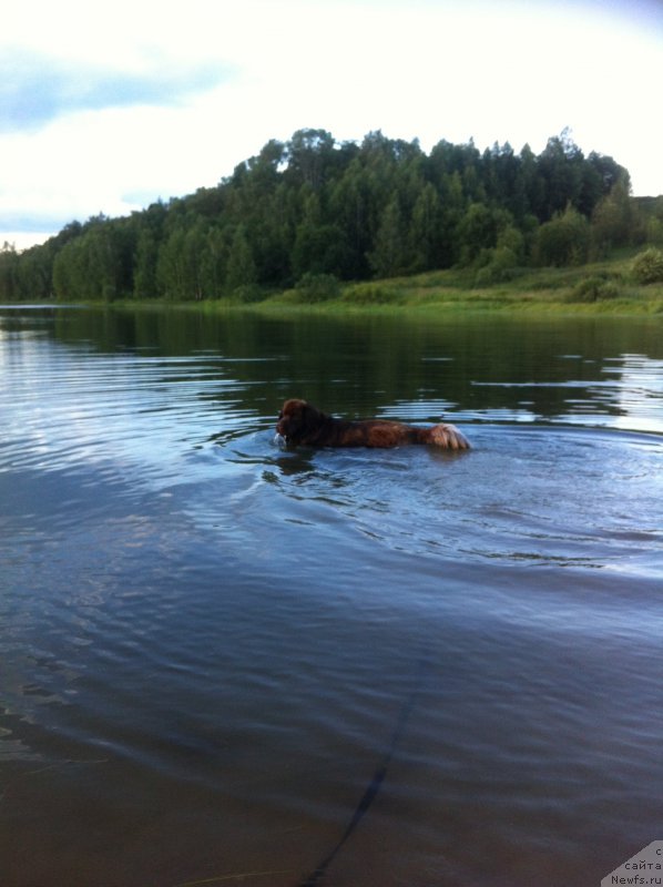 Фото: ньюфаундленд Ван Лен Тайм Женевьева