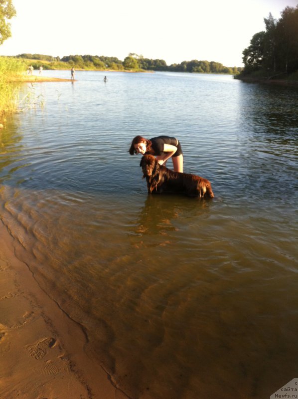 Фото: ньюфаундленд Ван Лен Тайм Женевьева