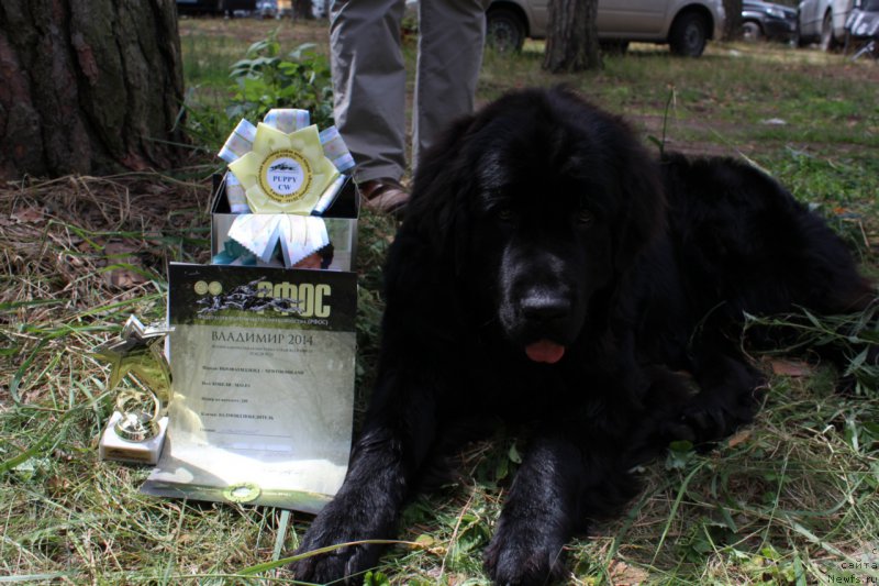 Фото: ньюфаундленд Валмонд Победитель (Valmond Pobeditel)