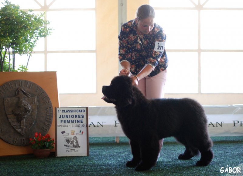 Фото: She's Father's Favourite Midnight Bear, Анастасия Заливако