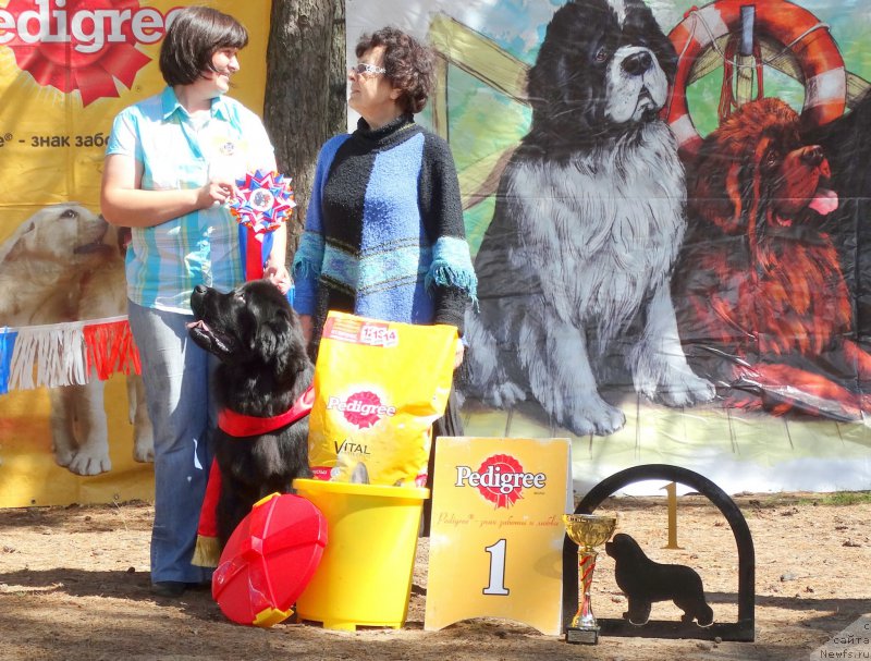 Фото: ньюфаундленд Акватория Келвин Тим Спирит